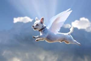 flying dog 5946987 1280